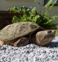 While snapping turtles are not aggressive animals, researchers warn not to approach the animals if they are spotted nearby.