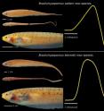 This is an image of the two new species with their electric organ discharges (EODs). <i>Brachyhypopomus walteri</i> (top) has a longer, thinner tail and produces an EOD with both positive and negative phases. <i>Brachyhypopomus bennetti</i> (bottom) has a shorter, thicker tail and produces monophasic EODs. This is an image of the two new species with their electric organ discharges (EODs). <i>Brachyhypopomus walteri</i> (top) has a longer, thinner tail and produces an EOD with both positive and negative phases. <i>Brachyhypopomus bennetti</i> (bottom) has a shorter, thicker tail and produces monophasic EODs.