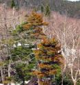 Decline in red spruce has been attributed to damage that trees sustain in winter, when foliage predisposed to injury by exposure to acid rain experiences freezing injury and dies.