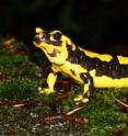 This image shows a fire salamander.