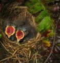 The study shows a strong connection between the way birds smell near the beginning of the breeding season and their reproductive success.