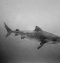 This is a tiger shark (<i>Galeocerdo cuvier</i>) photographed by Wayne Levin in Hawaiian waters.