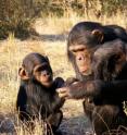 Just like in humans, chimp mothers play a crucial role in the development of social skills in their offspring.