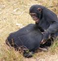 Playtime! While motherless chimpanzees engaged in social play more frequently than chimps that were reared by their mothers, it more often led to aggression.