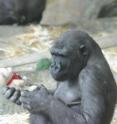 The gorilla Zuri is shown here, honing her skills at animal identification.