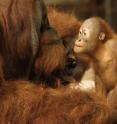 This shows the orangutan Molek studying his offspring Budi.