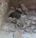 Scientists from the University of Bonn discover the remains of dismembered human bodies in an artificial cave in the Classic Maya city Uxul in Mexico. The image shows the artificial cave's interior during the excavations with several skulls, lower jaws and ribs.