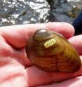 A team of biologists, headed by Jeremy Tiemann of the Illinois Natural History Survey, transported two endangered freshwater mussel species, the northern riffleshell (<i>Epioblasma rangiana</i>) and clubshell (<i>Pleurobema clava</i>, pictured), from Pennsylvania to Illinois.