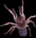 A new protein discovered in the venom of Australian tarantulas can kill prey insects that consume the venom orally.