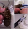 Author Margaret C. Hardy milks an Australian tarantula.