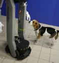 Man's best friend reacts sociably to robots that behave socially towards them, even if the devices look nothing like a human.