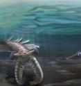 This image depicts marine life during the Cambrian explosion (~520 million years ago). A giant <i>Anomalocaris</i> investigates a trilobite, while <i>Opabinia</i> looks on from the right, and the "walking cactus" <i>Diania</i> crawls underneath.  All these creatures are related to living arthropods (creatures with exoskeletons and jointed appendages, such as insects, arachnids and crustaceans).