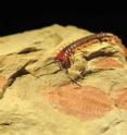 A living arthropod (centipede <i>Cormocephalus</i>) crawls over its 515-million-year-old relative which lived during the Cambrian explosion (trilobite <i>Estaingia</i>).  A study of arthropods reveals that their anatomy and genes evolved five times faster during evolution's Big Bang, compared to all subsequent periods -- fast, but totally compatible with Darwin's theory.  Both the centipede and trilobite are found on what is now Kangaroo Island, Australia.