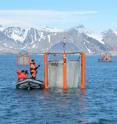 Researchers check the "mesocosms," eight-meter long floatation frames carrying plastic bags with a capacity of 50 cubic meters, deployed for a five-week long field study on ocean acidification conducted in the Kongsfjord off the Arctic archipelago of Svalbard. The results are published in the EGU open access journal <i>Biogeosciences</i>. (This image is free to use but attribution is required.)
