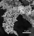 The release describes nature of these microbes; more than 100 can fit side by side in the width of a human hair; the microbes are white tubes; they are attached to the carbon filaments of the battery; the tendrils are the "wires" referred to; images were taken by scanning electron microscope.