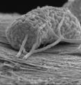 The release describes nature of these microbes; more than 100 can fit side by side in the width of a human hair; the microbes are white tubes; they are attached to the carbon filaments of the battery; the tendrils are the "wires" referred to; images were taken by scanning electron microscope.