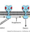 The presence of rosiglitazone may mitigate the mucus-producing cycle that protects uterine and pancreatic cancer cells and promotes metastasis, say researchers at Rice University. Normal cells produce MUC1, a glycoprotein that forms mucus, necessary to protect healthy cells. But in cancer cells, aberrant cell signaling allows EGFRs and MUC1 stimulate each other, allowing mucus to cover and protect the entire cell. "P" indicates phosphorylation, a step in the activation of EGFR required for increasing mucus levels. The presence of rosiglitazone may mitigate the mucus-producing cycle that protects uterine and pancreatic cancer cells and promotes metastasis, say researchers at Rice University. Normal cells produce MUC1, a glycoprotein that forms mucus, necessary to protect healthy cells. But in cancer cells, aberrant cell signaling allows EGFRs and MUC1 stimulate each other, allowing mucus to cover and protect the entire cell. "P" indicates phosphorylation, a step in the activation of EGFR required for increasing mucus levels.