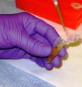 A laboratory technician pipettes dirt dissolved in a buffer solution from which DNA will be recovered using a novel NIST/Applied Research Associates microfluidic extraction technique. The dirt, originally collected on a swab (lower section seen in vial) like those on the right, is an example of a crude sample from which DNA for human identification has typically been difficult to obtain.