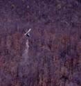 This is an aerial view of helicopter distributing calcium pellets throughout a research watershed at Hubbard Brook Experimental Forest.