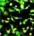 This is a microscope image of lung cancer cells infected with H1N1 influenza virus. Upon H1N1 viral infection, the cells showed an increase in MHC class I (green) and p53 (red) expression. The co-expression of increased MHC class I and p53 is in yellow. This demonstrates that p53-->ERAP1-->MHC I pathway also occurs in viral infection. It may be interesting to explore the role of p53 in viral infection.