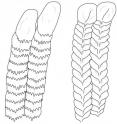 Filter tissue with rows of what look like fern leaflets are distinctive for each filter-feeding ray, for example here's <i>Manta birostis</i>, a giant manta ray, compared to <i>Mubula tarapacana</i>, the Chilean devil ray. Even when dried, the differences remain and could be a way  to identify which animals are being hunted from the filters being sold in apothecary shops.