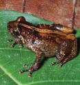 This image shows the news species <i>Oreophryne cameroni</i> from Keki Lodge, Adelbert Mountain Range.