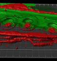 Three bordered pits are revealed in this 3-D microscopic cross-section of pine wood, with cellulose appearing in green and pectin in red. The image was taken with a specialized microscope that shows a never-before observed distribution of pectin in ring-like structures at the nanolevel, which helps explain how trees control sap flow and prevent air intrusion in their stems.