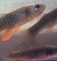 Atlantic killifish, also known as mummichogs and mud minnows, are contaminated with toxic mining metals from a Superfund site along Maine's central coast.