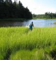 Hannah Broadley, co-author of a Dartmouth study on toxic mining metal contamination of sediment, water and fish at a Maine Superfund site, collects Atlantic killifish from the Goose Pond estuary's most contaminated area.