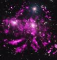 Enormous arms of hot gas have been revealed in the Coma galaxy cluster in data from NASA's Chandra X-ray Observatory and ESA's XMM-Newton.  A specially processed Chandra image (pink) has been combined with optical data from the Sloan Digital Sky Survey (white and blue) to highlight these spectacular arms.  Researchers think that these arms -- which span at least a half million light years -- were most likely formed when smaller galaxy clusters had their gas stripped away by the head wind created by the motion of clusters through the hot gas.