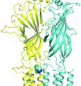 Researchers used a photoanalogue of propofol to identify where it binds to GABAA receptors. The small green circles on the left show the site.