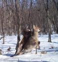 A camera trap set out for endangered Siberian (Amur) tigers in the Russian Far East photographed something far more rare: a golden eagle capturing a young sika deer.