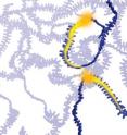 The yellow electric charge races through a "speed-lane" in this stylized view of a polymer semiconductor, but pauses before leaping to the next fast path. Stanford engineers are studying why this occurs with an eye toward building flexible electronics.
