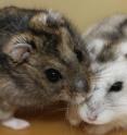Siberian hamsters exhibit striking seasonal changes in physiology and behavior, which are driven by epigenetic changes in gene expression in the brain, as revealed in new research appearing this week in the online Early Edition of the Proceedings of the National Academy of Sciences. The hamster on the left is in the summer breeding condition, whereas the hamster on the right is in the winter non-breeding condition.