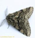 <i>Lycia hirtario</i> (K&#228;her&#228;mittari in Finnish, Brindled Beauty in English) is one of more than 300 species of moths that Dartmouth and Finnish researchers studied for their temperature sensitivity.