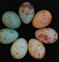 Cuckoo finch eggs have adapted to different hosts.