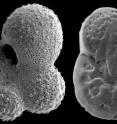 In the study, MacLeod examined fossils of organisms that lived 90 million years ago. This photo is an image from a Scanning electron microscope of a planktic (left) and benthic (right) foraminifera from Tanzania. Both shells are less than 0.5 millimeters across.