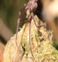This is an image of an immature male of <i>P. otwayensis</i> holding the catching ladder.