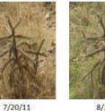 Frames from a GigaPan time-lapse sequence showing vegetation changes induced by summer monsoon season precipitation. The three images, which demonstrate the level of image detail capture allowed by the GigaPan system, show the response of a cholla cactus to precipitation over a 22-day period.