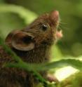 This is an image of an Alston's singing mouse.