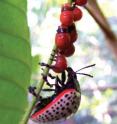 This image shows <i>D. paykulli</i> larvae moving to a new leaf followed by their mother in Panama.