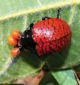 This image shows a female <i>D. reticulata</i> straddling first instar larvae in Campo Cerado vegetation of Brazil.