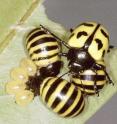 This image shows a <i>P. microspina</i> female tending overlapping cohorts of larvae on their solanaceous food plant in Panama.