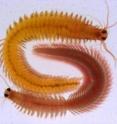 This is a premature adult <I>Platynereis</I> worm.