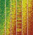 When rare "words" (codons) are present near the start of bacterial genes, working copies of the gene don't as readily into structures that block protein production. To find out the rare words themselves or lack of roadblocks increased protein production, Wyss Institute researchers synthesized 14,000 snippets of DNA with rare codons, roadblocks, both, or neither (individual pixels in this diagram), inserted them into genes, and measured how much protein they produced. Those with rare codons and roadblocks no longer made more protein (green pixels). That showed that rare codons work by removing roadblocks.