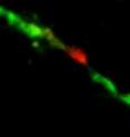 This is a single dendrite from a neuron in which newly synthesized protein is visualized as a green color.  The green color can be converted to red and new green protein made at the red site will appear as yellow (a mix of green and red). Dendritic protein synthesis is important for learning and cognitive function.