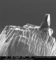 This is an electron micrograph of the micro lens on the tip of a needle. The lens has a diameter of just two microns (thousandths of a millimeter).
