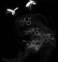 This image shows the chemical structure of the four compounds found to be strong mosquito-repellents.