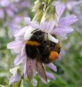 Extended periods of stress can cause bee colony failures, according to new research from Royal Holloway University.