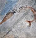 The 240-million-year-old fossil find from Switzerland also revealed that this primitive fish was not as flexible as today's eels, nor could it swim as fast or untiringly as a tuna.